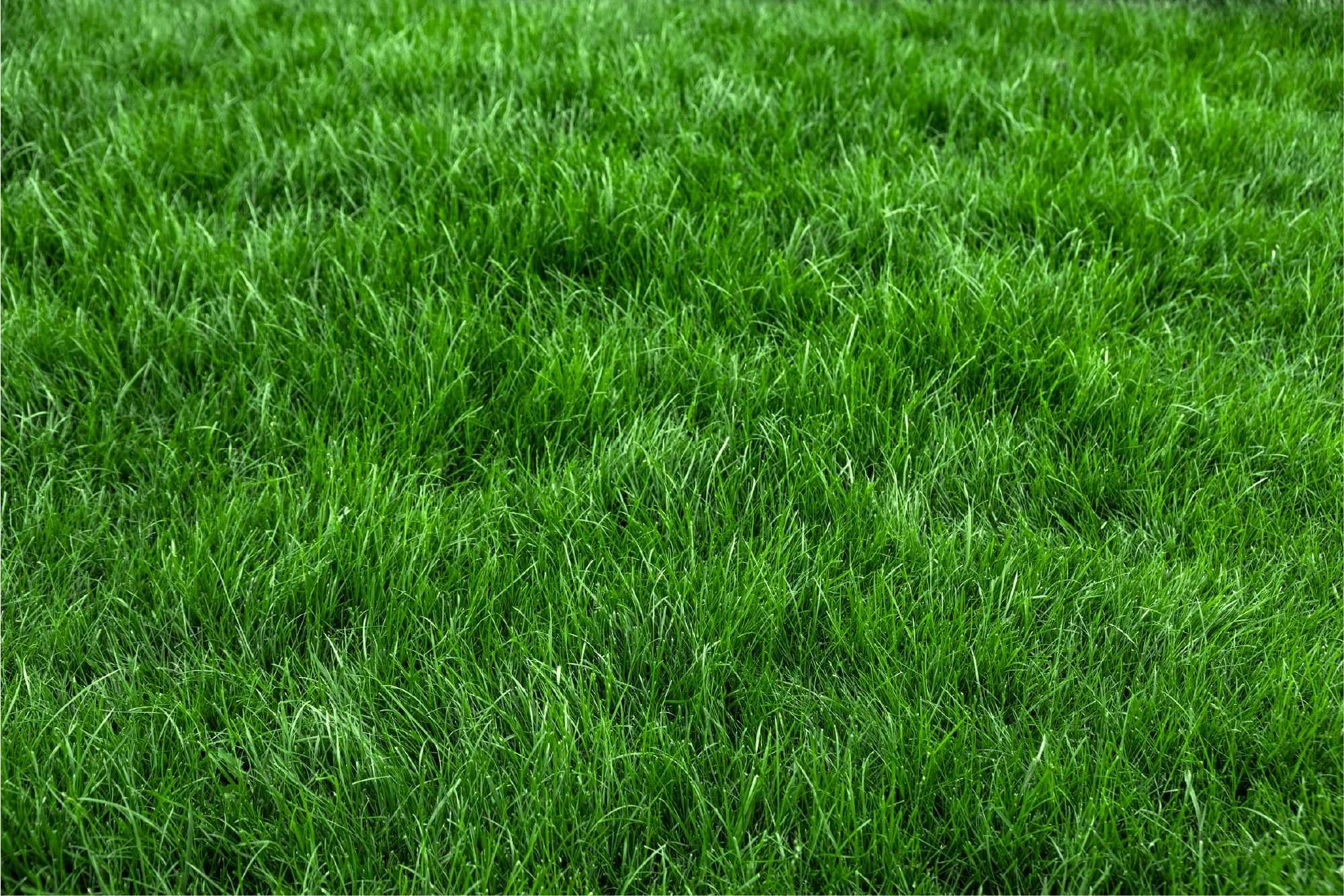 Grasrollen Grasrollen