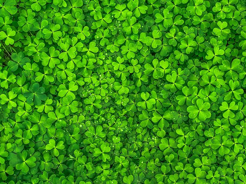 Klaver in gazon Klaver in gazon