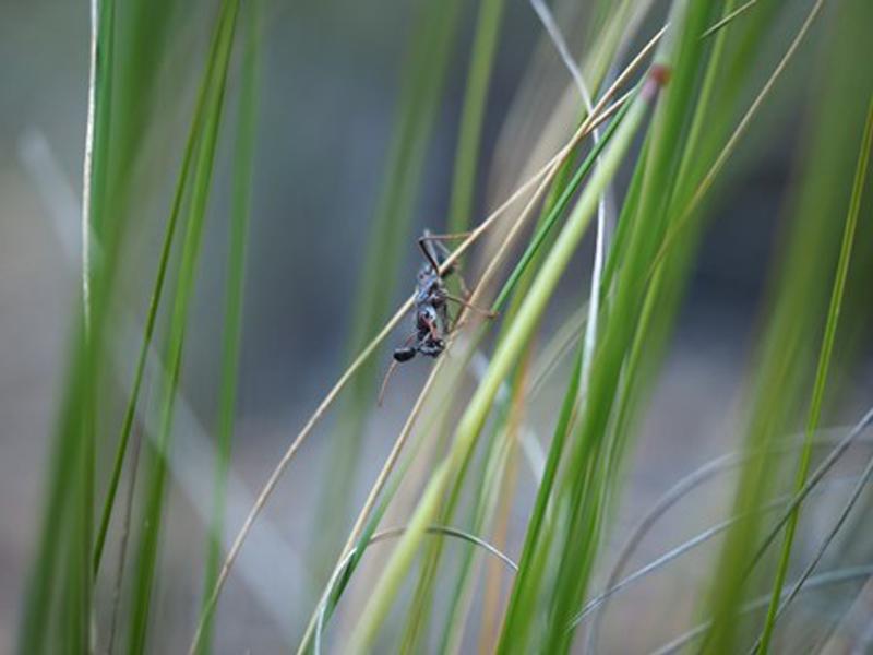 Mieren in gazon Mieren in gazon