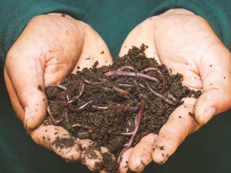 Regenwormen in gazon Regenwormen in gazon