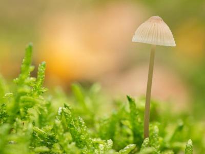 Hoe ontstaan paddenstoelen in gras? | Hendriks Graszoden