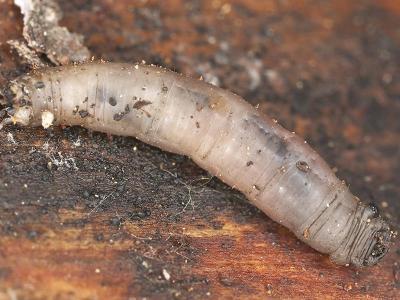 Rouwvlieglarven | Hendriks Graszoden