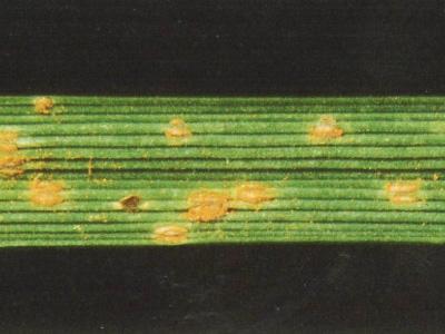 Bruine vlekkenroest | Roest in gras | Hendriks Graszoden