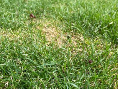 De 7 meest voorkomende redenen voor gele plekken in het gazon | Hendriks Graszoden