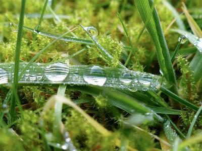 Mos in het gras in de winter | Hendriks Graszoden
