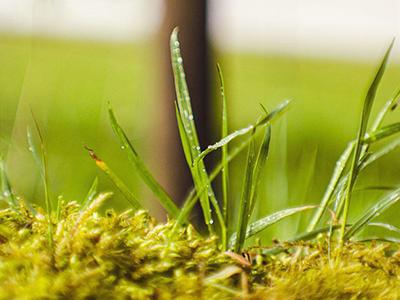 Mos in gras | Hendriks Graszoden