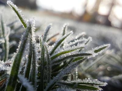 Wat gebeurt er met gras in de winter? | Hendriks Graszoden