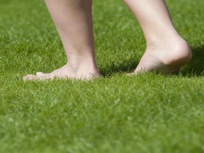 Welke grassoort moet ik bestellen | Hendriks Graszoden