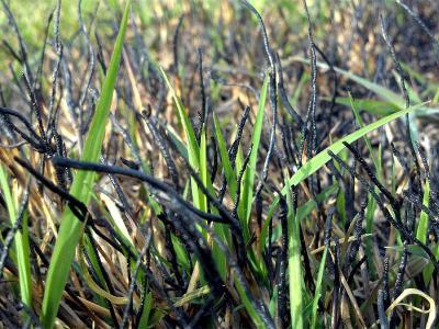 Zo komt uw gazon de jaarwisseling zonder brandplekken door | Hendriks Graszoden