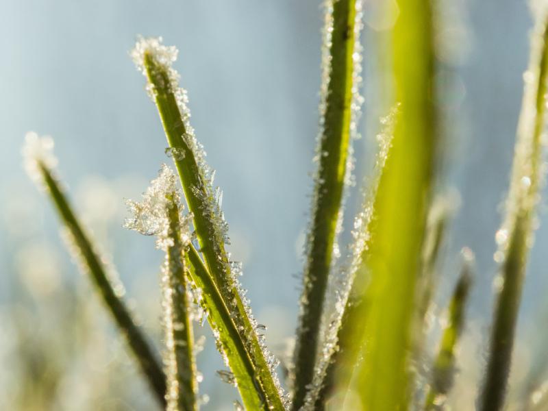 De gevolgen van lopen op bevroren gras De gevolgen van lopen op bevroren gras