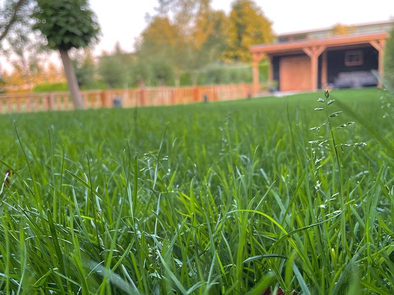De voordelen van gras in de tuin De voordelen van gras in de tuin
