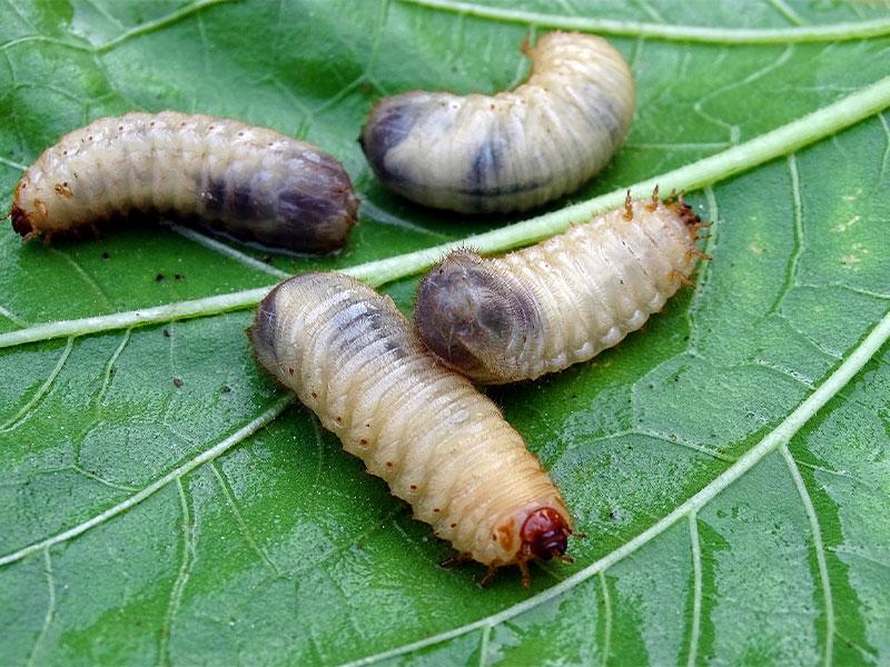 Engerlingen bestrijden met aaltjes Engerlingen bestrijden met aaltjes
