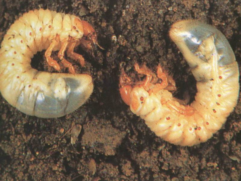 Engerlingen in gras Engerlingen in gras