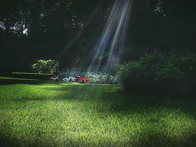 Verbrand gras door de zon? Verbrand gras door de zon?