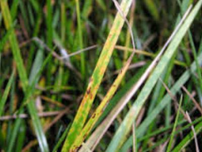 Kroonroest Kroonroest