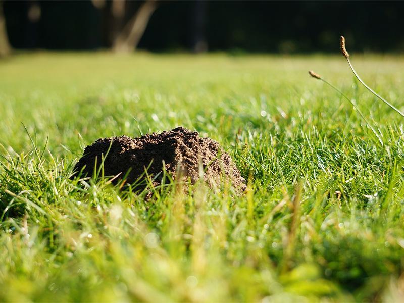 Molshopen in het gras herstellen Molshopen in het gras herstellen