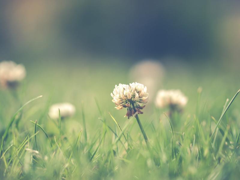 Onkruid in gazon bestrijden Onkruid in gazon bestrijden