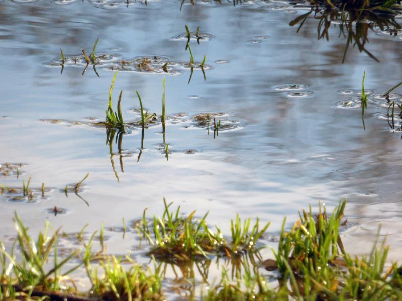 Uw gazon draineren tegen wateroverlast Uw gazon draineren tegen wateroverlast
