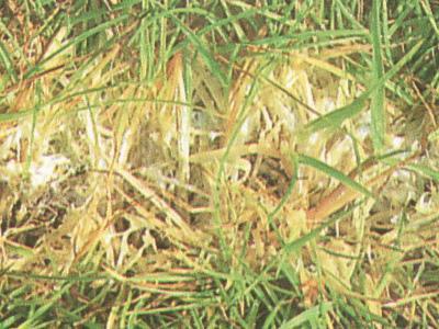 Voetrot in gazon Voetrot in gazon