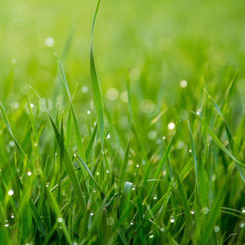 Hendriks Sport- en Speelgras 1