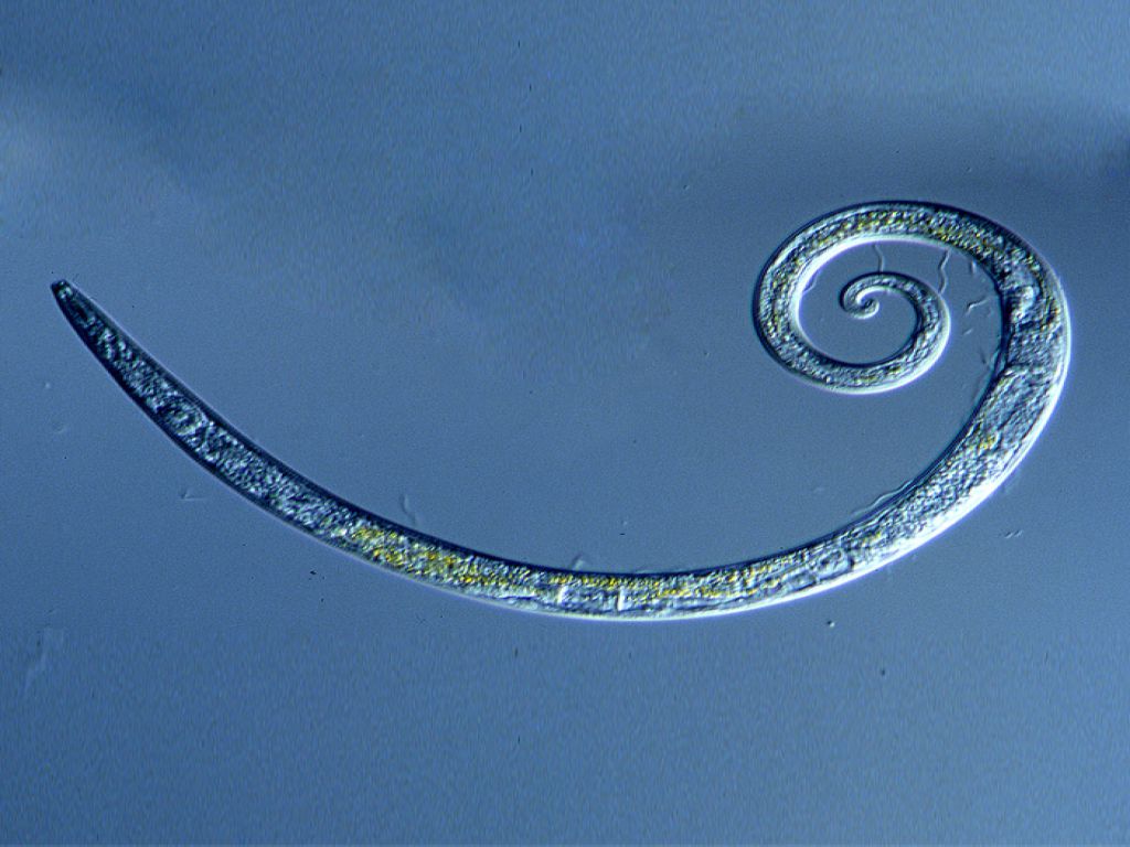 Aaltjes tegen emelten en rouwvlieglarven