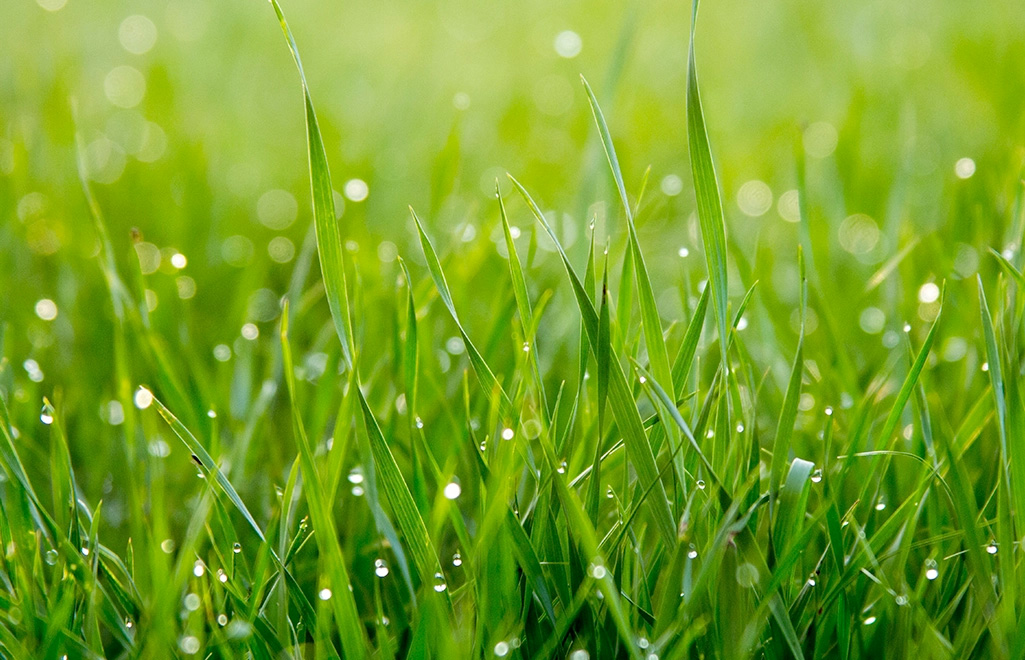 Meer dan premium gras Meer dan premium gras